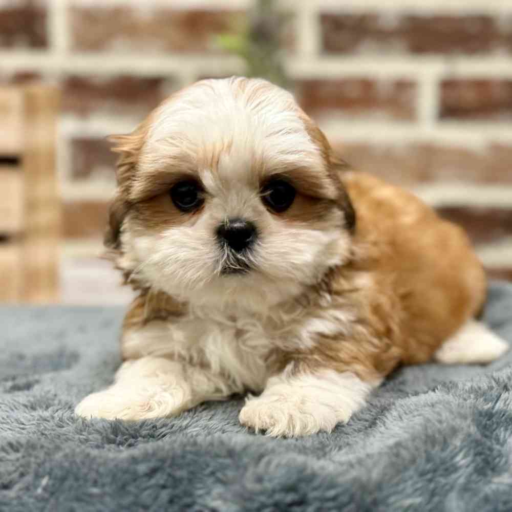Female Shih Tzu puppy for sale at Shake A Paw Union.
