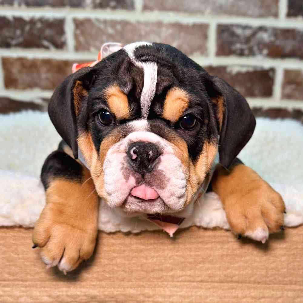 Female English Bulldog puppy for sale at Shake A Paw Union.