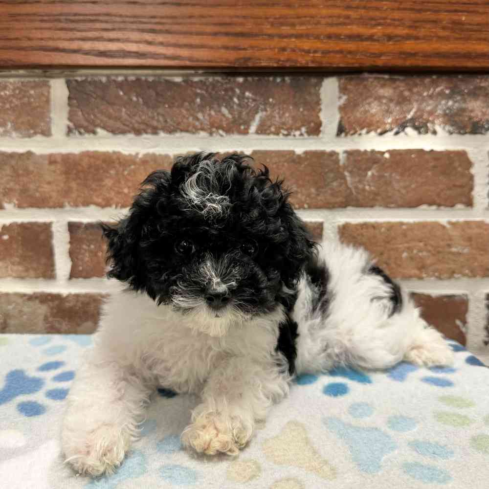Female Poodle puppy for sale at Shake A Paw Green Brook.