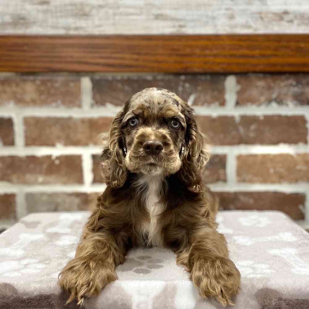 Male Cocker Spaniel puppy for sale at Shake A Paw Green Brook.