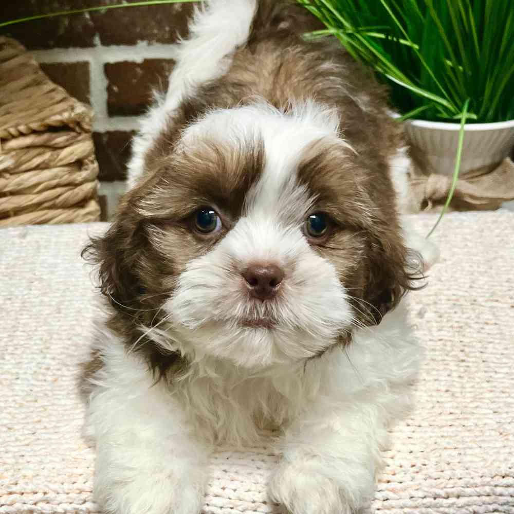 Male Shih Tzu puppy for sale at Shake A Paw Green Brook.