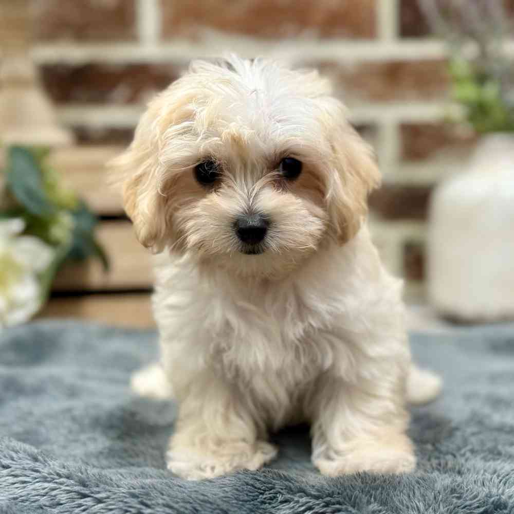 Female Maltipoo puppy for sale at Shake A Paw Union.