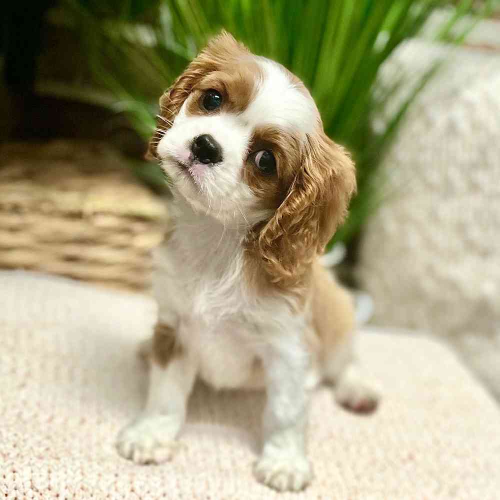 Female Cavalier King Charles Spaniel puppy for sale at Shake A Paw Green Brook.