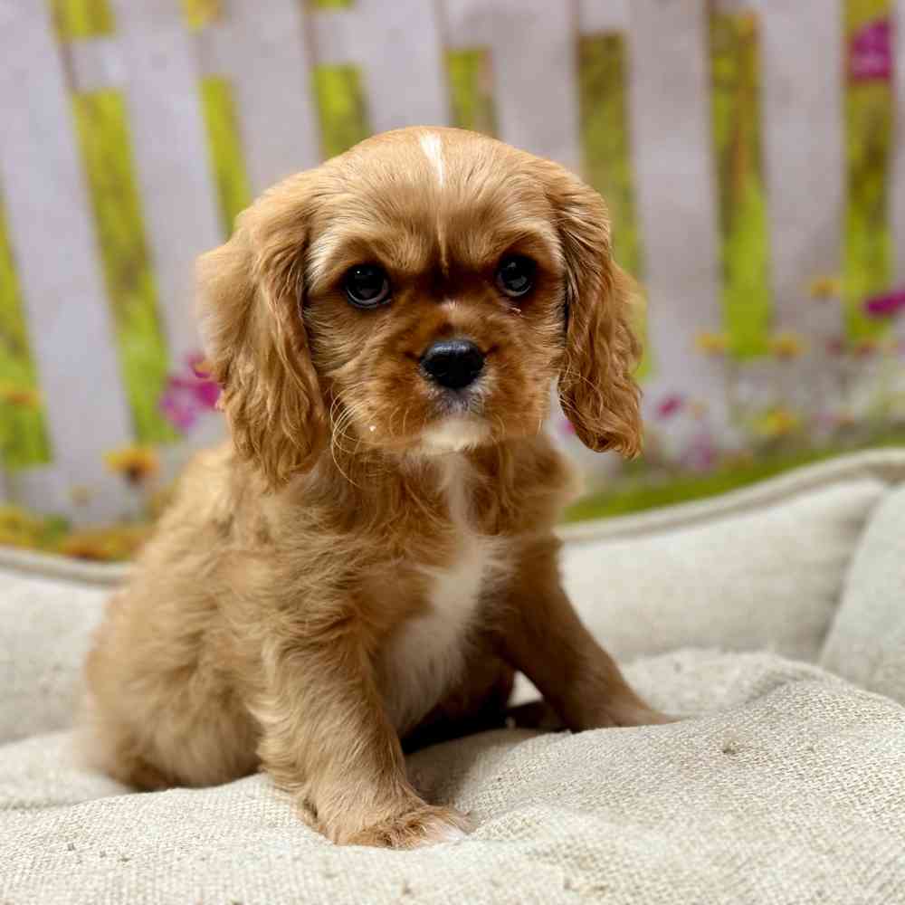 Female Cavalier King Charles Spaniel puppy for sale at Shake A Paw Union.