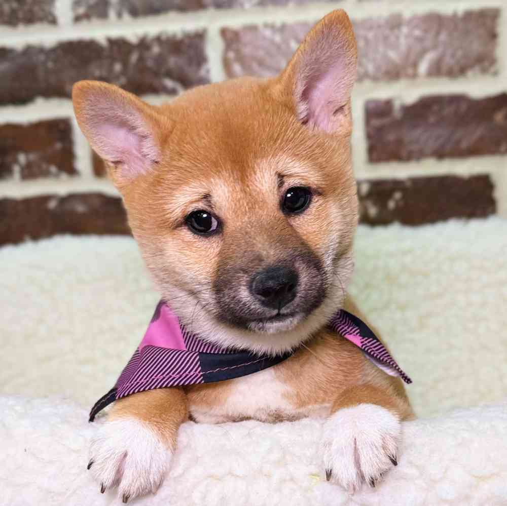 Female Shiba Inu puppy for sale at Shake A Paw Union.