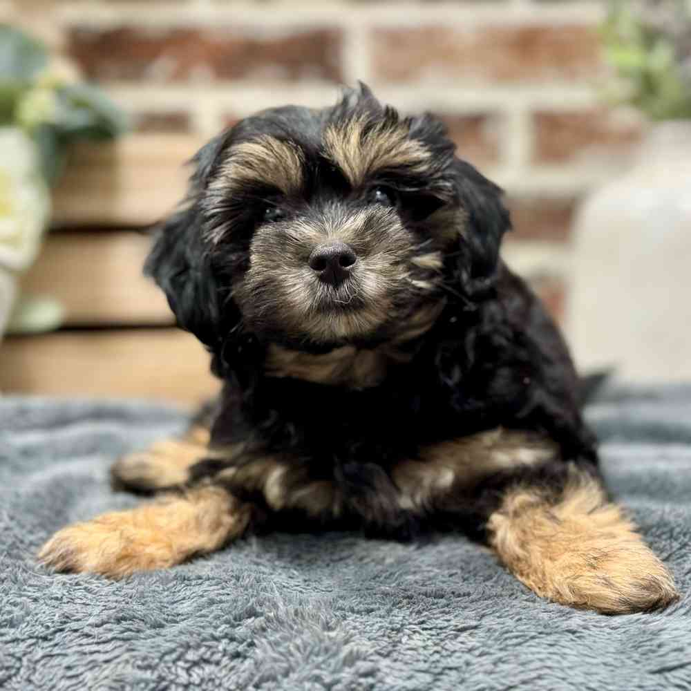 Female Maltese / Yorkie puppy for sale at Shake A Paw Union.
