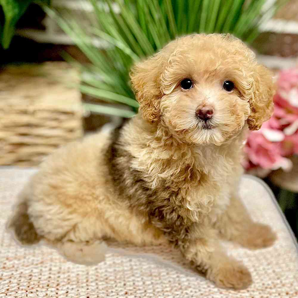 Male Poodle puppy for sale at Shake A Paw Green Brook.