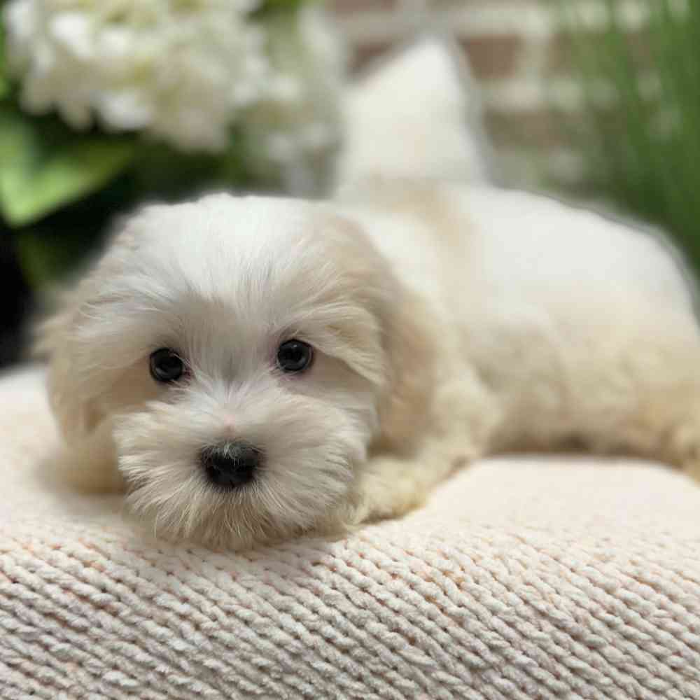 Female Havanese puppy for sale at Shake A Paw Green Brook.
