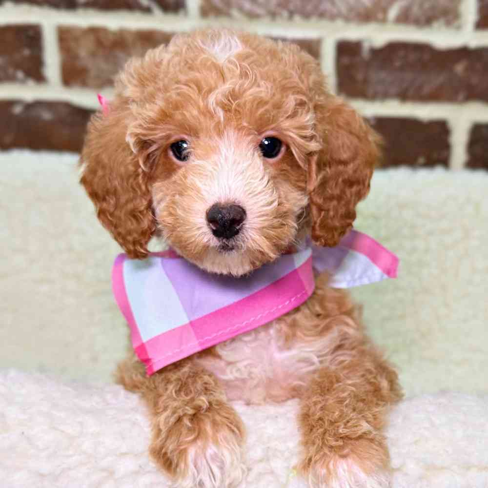 Female Poodle puppy for sale at Shake A Paw Union.