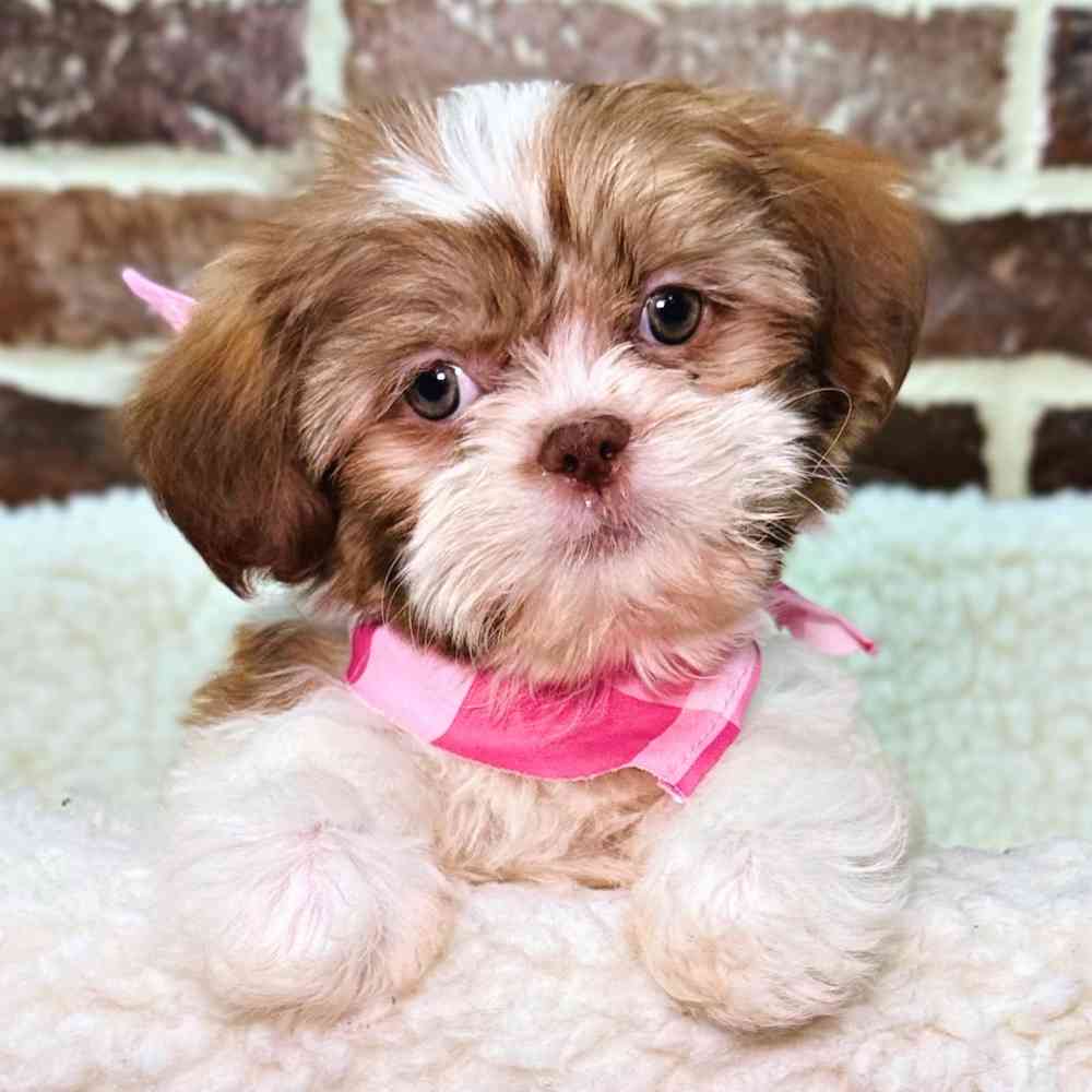 Female Shih Tzu puppy for sale at Shake A Paw Union.