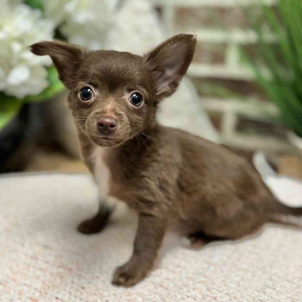 Male Chihuahua puppy for sale at Shake A Paw Green Brook.