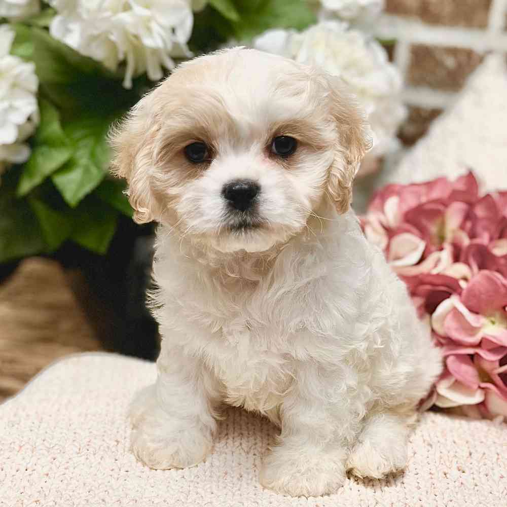 Male Cavachon puppy for sale at Shake A Paw Green Brook.