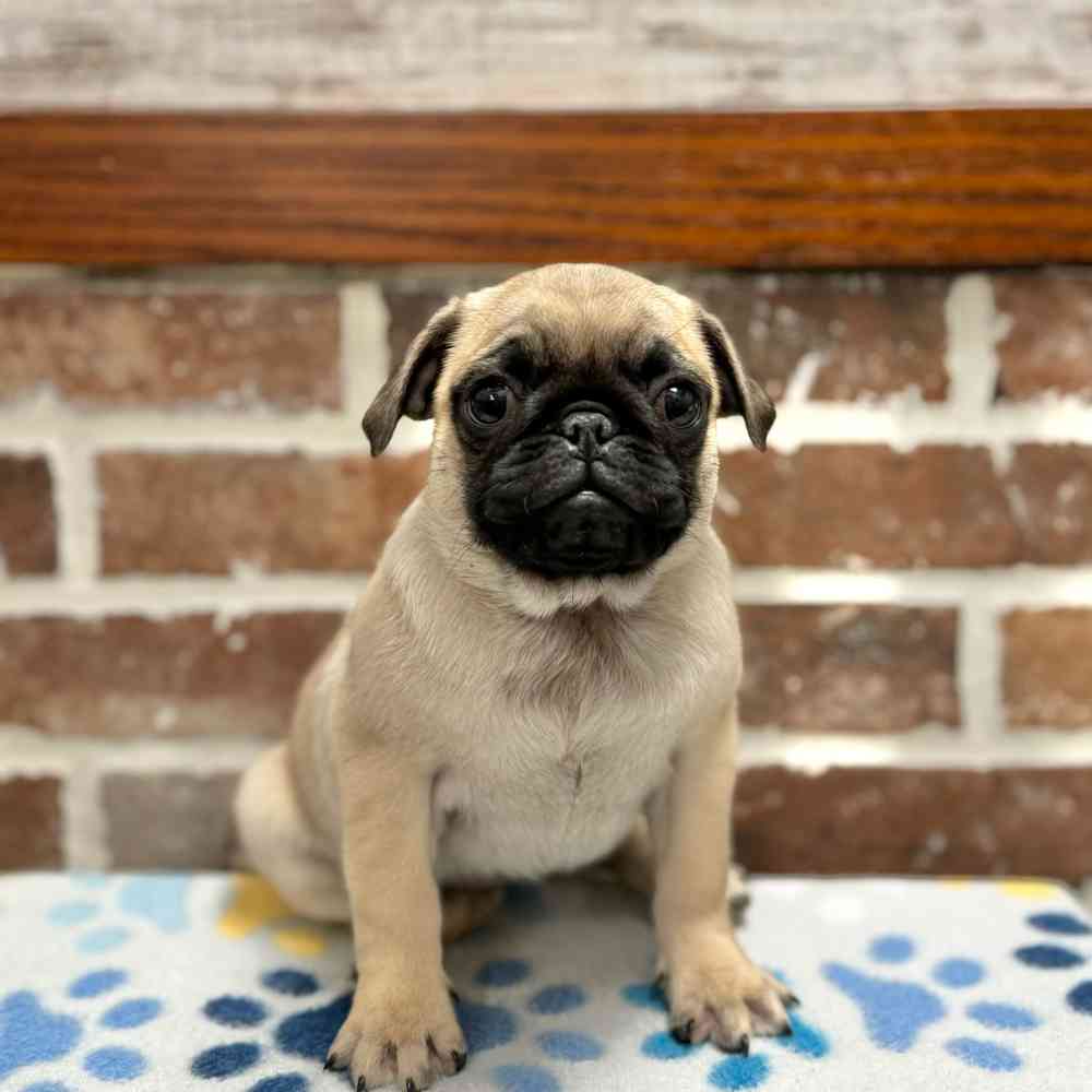 Female Pug puppy for sale at Shake A Paw Green Brook.