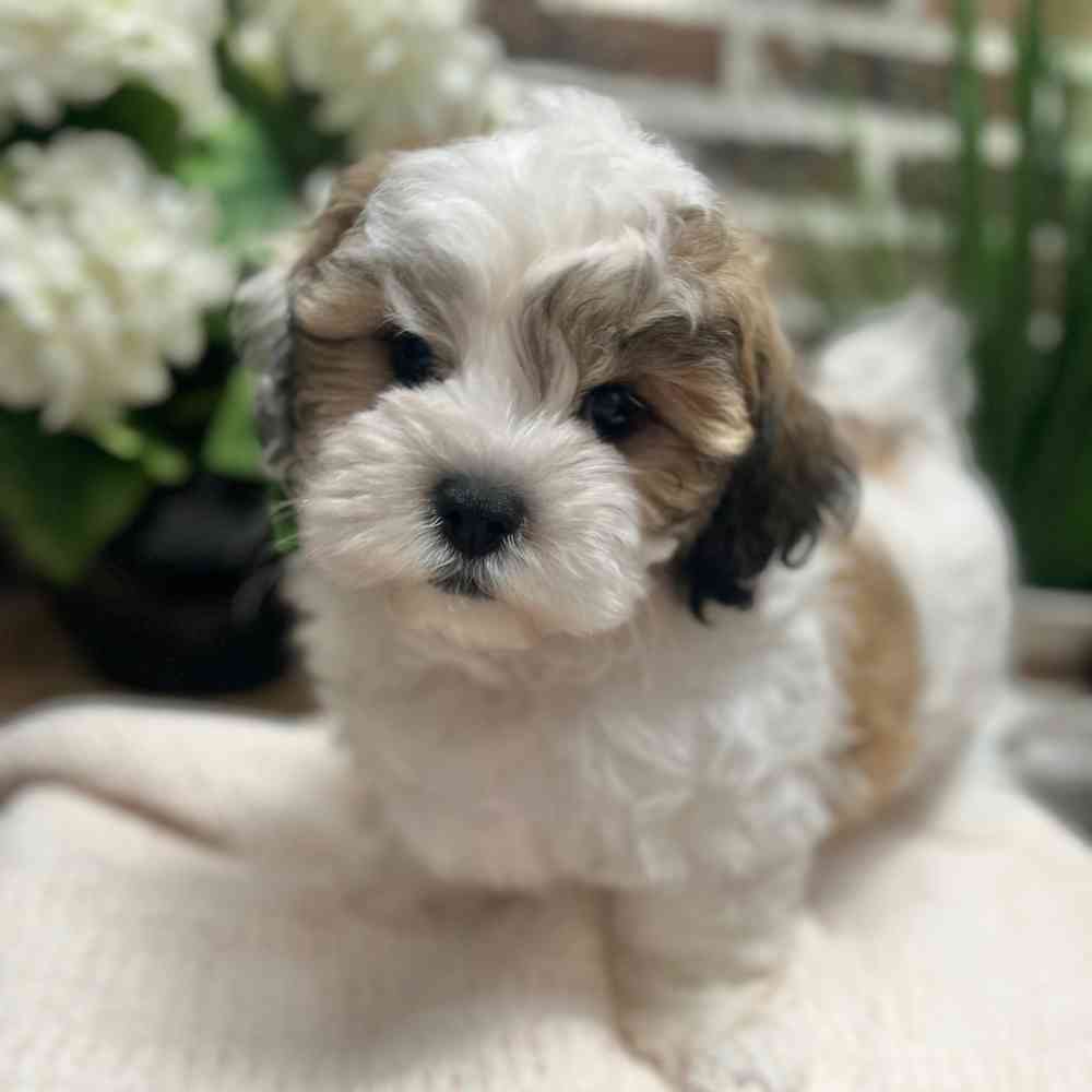 Female Shih Tzu / Bichon puppy for sale at Shake A Paw Green Brook.