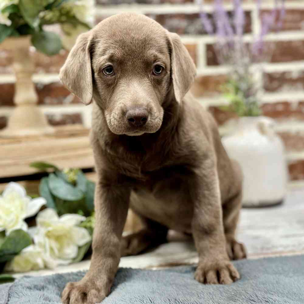 Female Labrador Retriever puppy for sale at Shake A Paw Union.