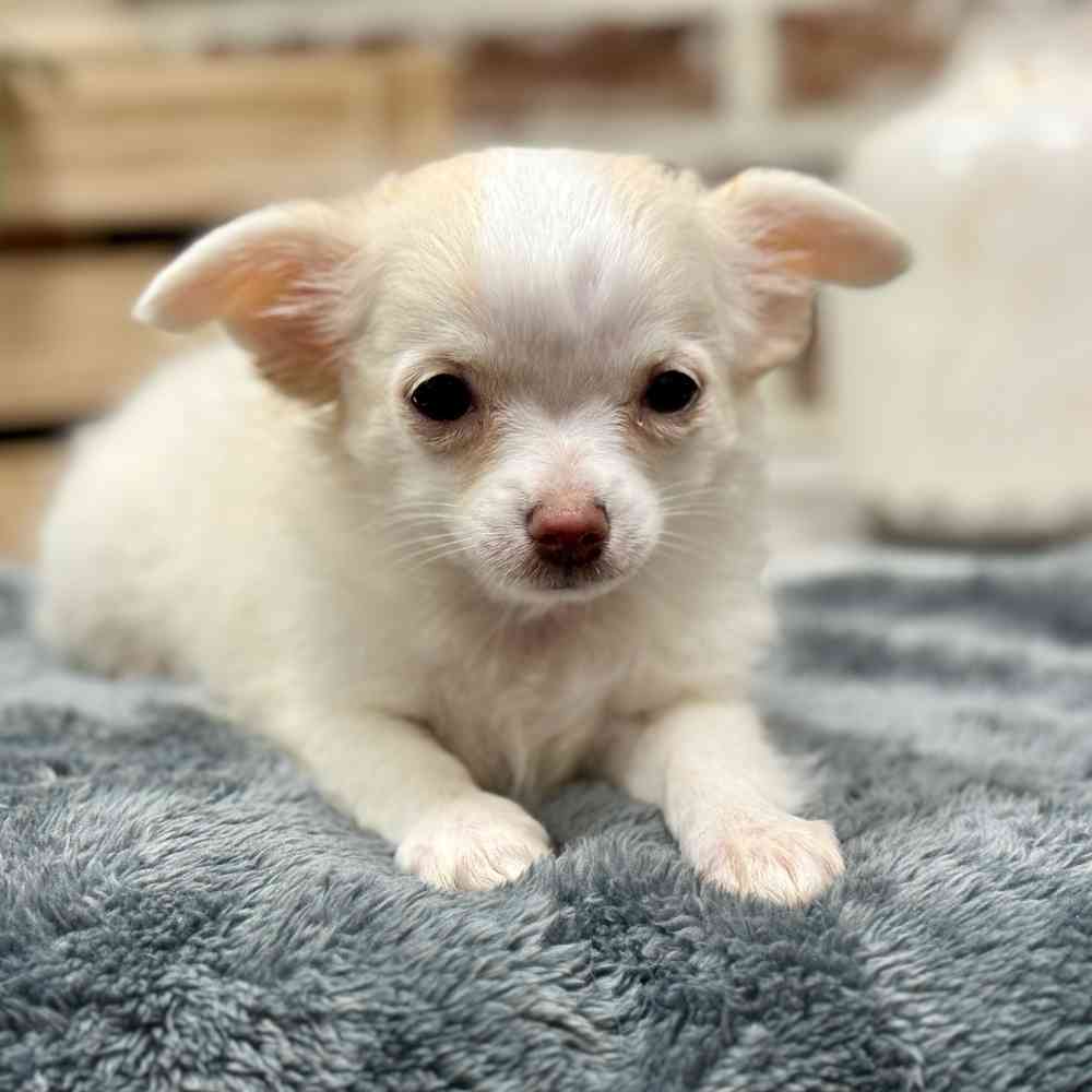Female Chihuahua puppy for sale at Shake A Paw Union.