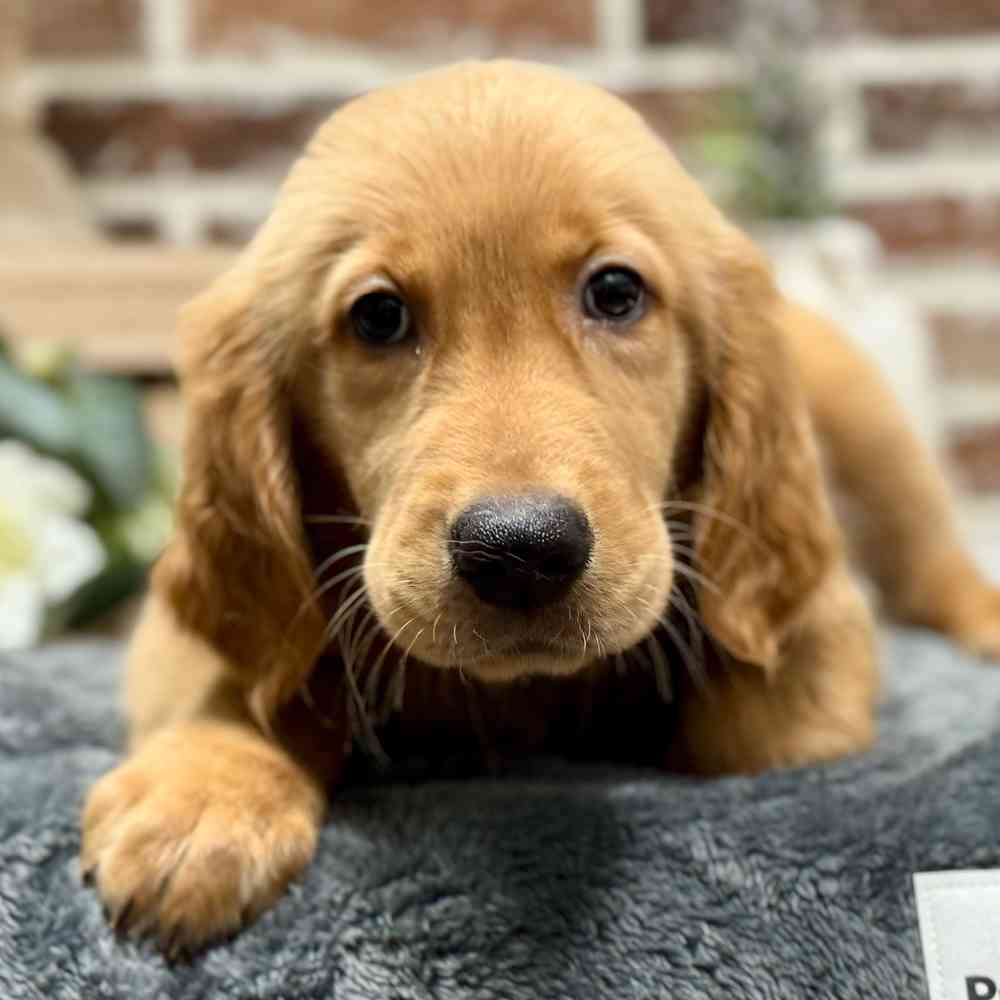 Male Golden Retriever puppy for sale at Shake A Paw Union.