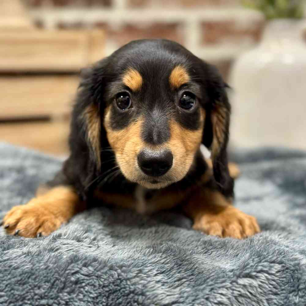 Male Dachshund puppy for sale at Shake A Paw Union.