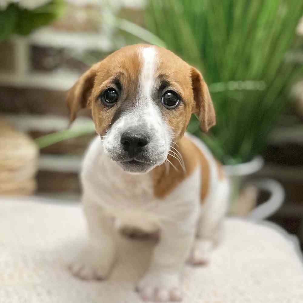 Male Jack Russell Terrier puppy for sale at Shake A Paw Green Brook.