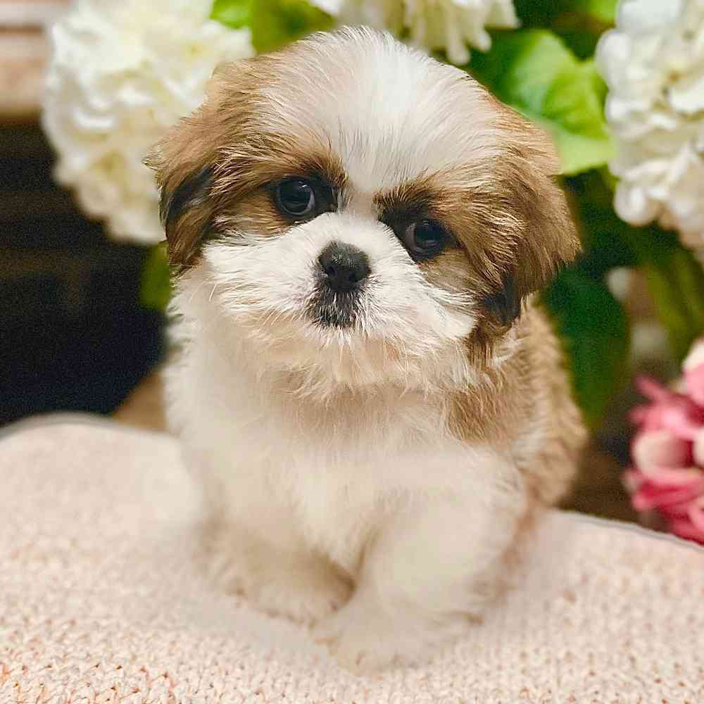 Female Shih Tzu puppy for sale at Shake A Paw Green Brook.