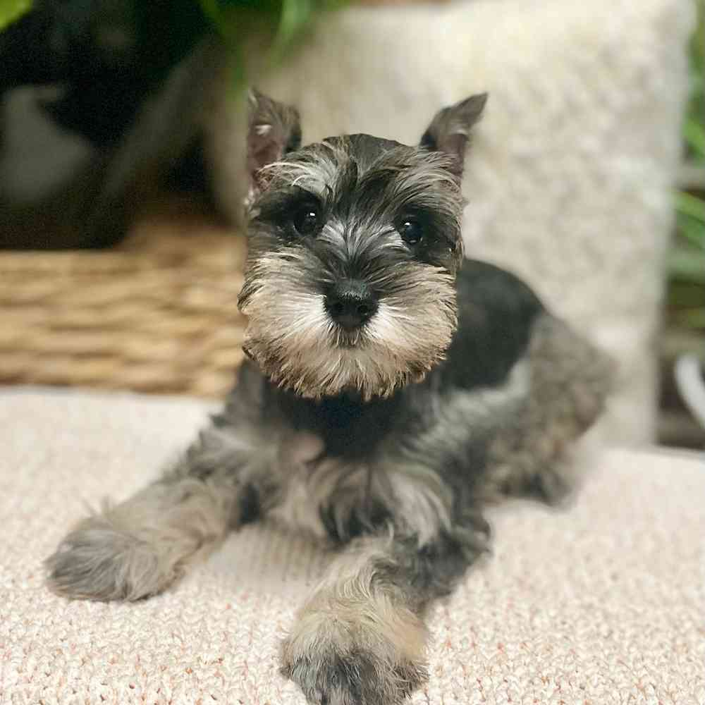 Female Mini Schnauzer puppy for sale at Shake A Paw Green Brook.