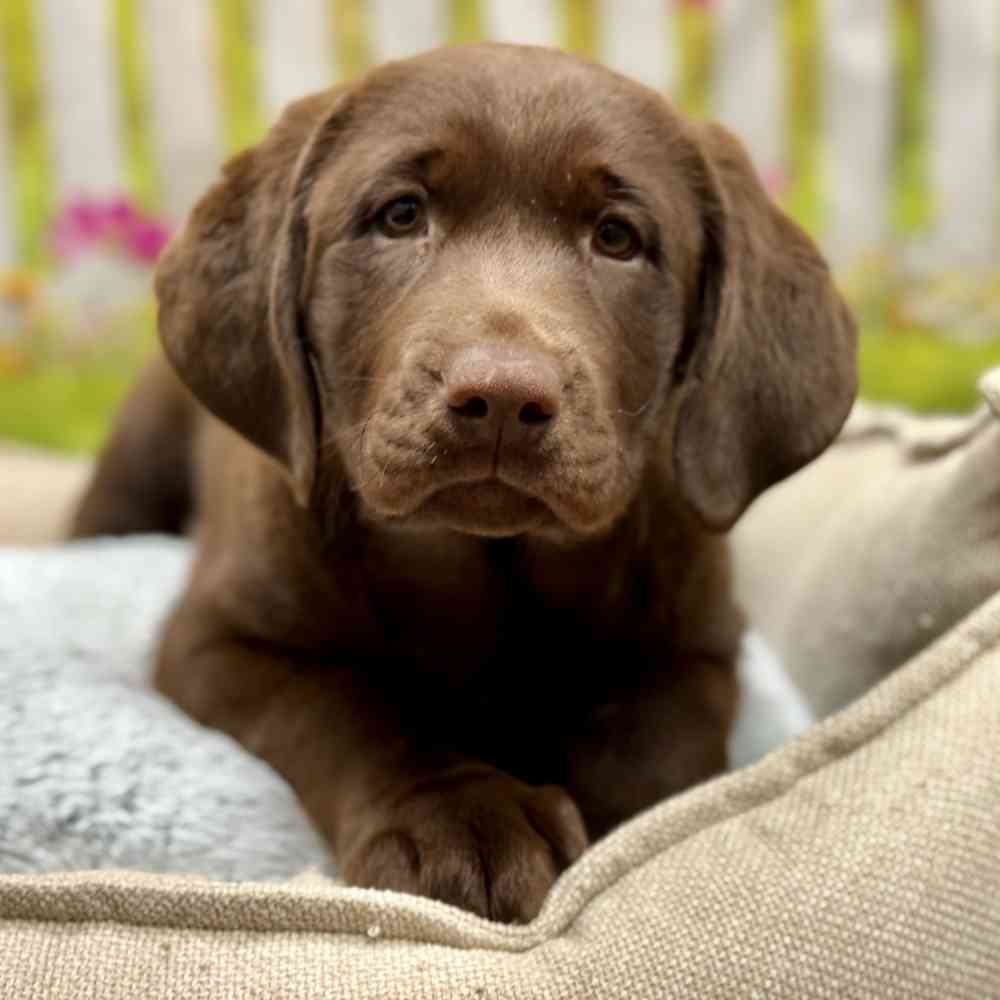 Female Labrador Retriever puppy for sale at Shake A Paw Union.