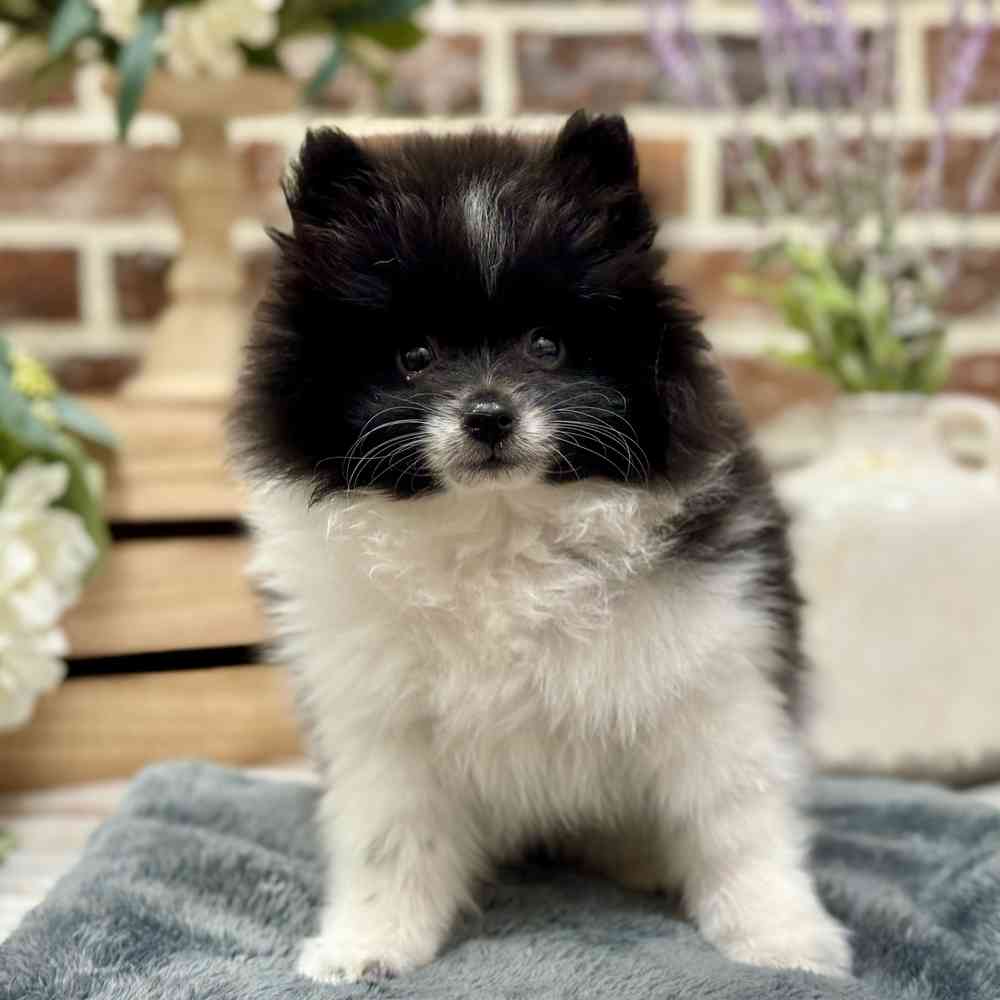 Male Pomeranian puppy for sale at Shake A Paw Union.