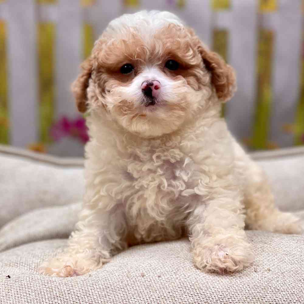 Male Poodle puppy for sale at Shake A Paw Union.