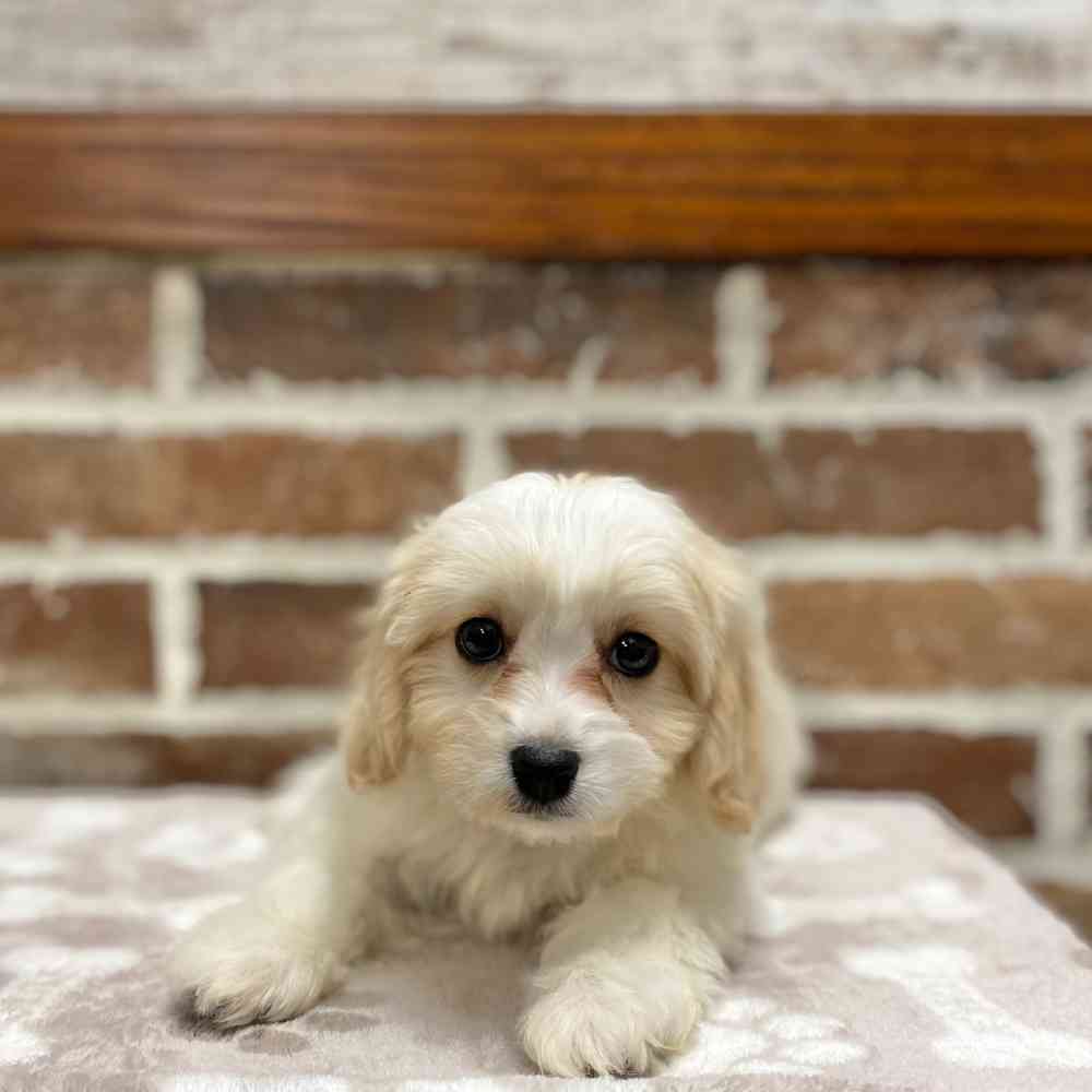 Female Cavachon puppy for sale at Shake A Paw Green Brook.