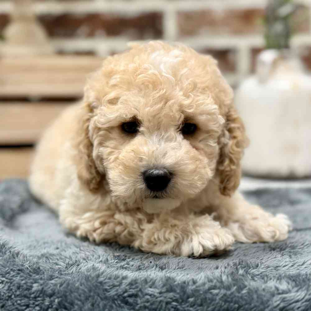 Male Poodle puppy for sale at Shake A Paw Union.