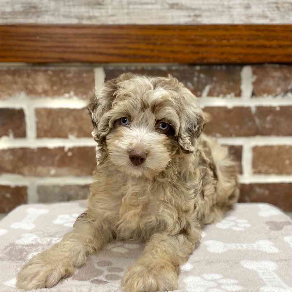 Female Mini Aussiedoodle puppy for sale at Shake A Paw Green Brook.