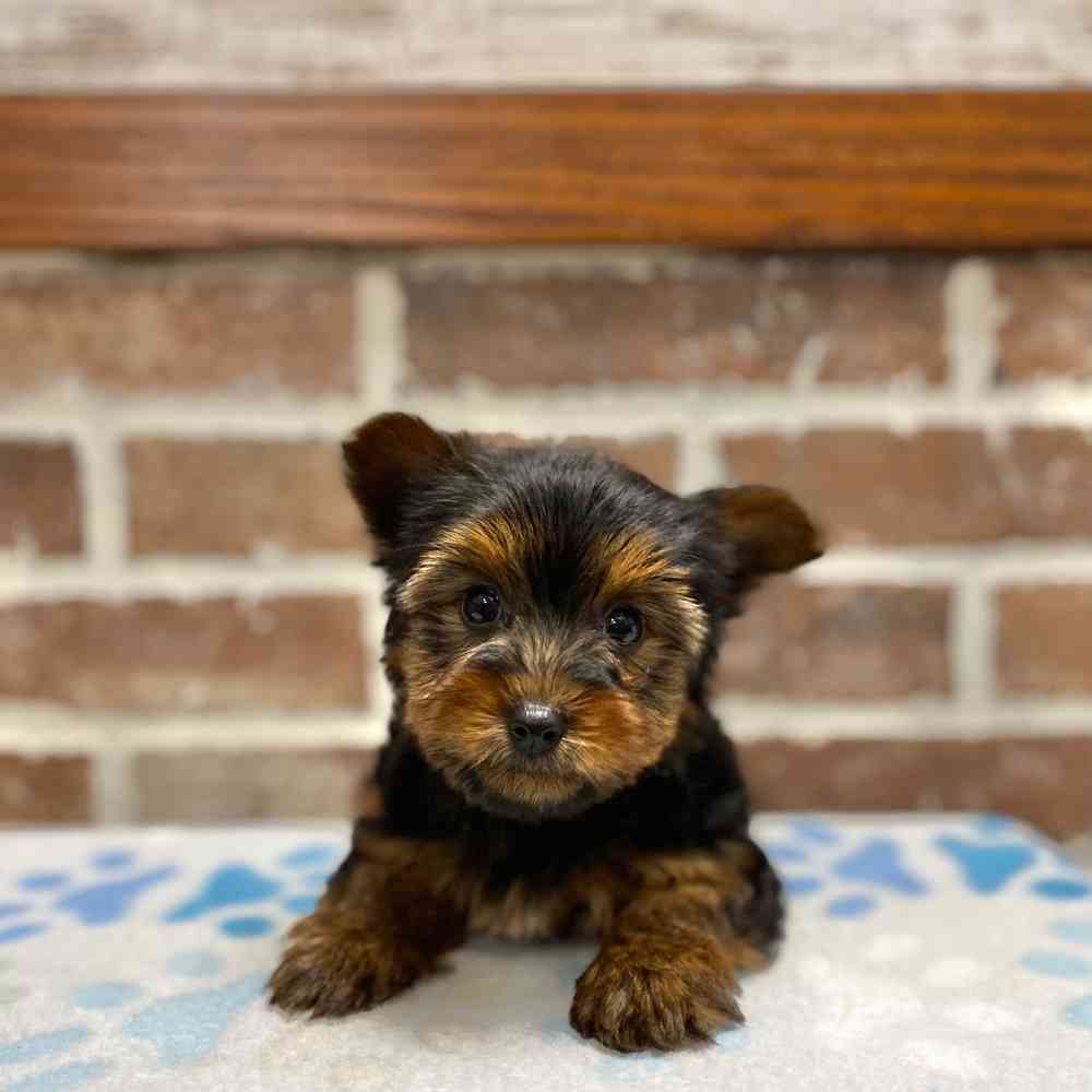 Male Yorkshire Terrier puppy for sale at Shake A Paw Green Brook.