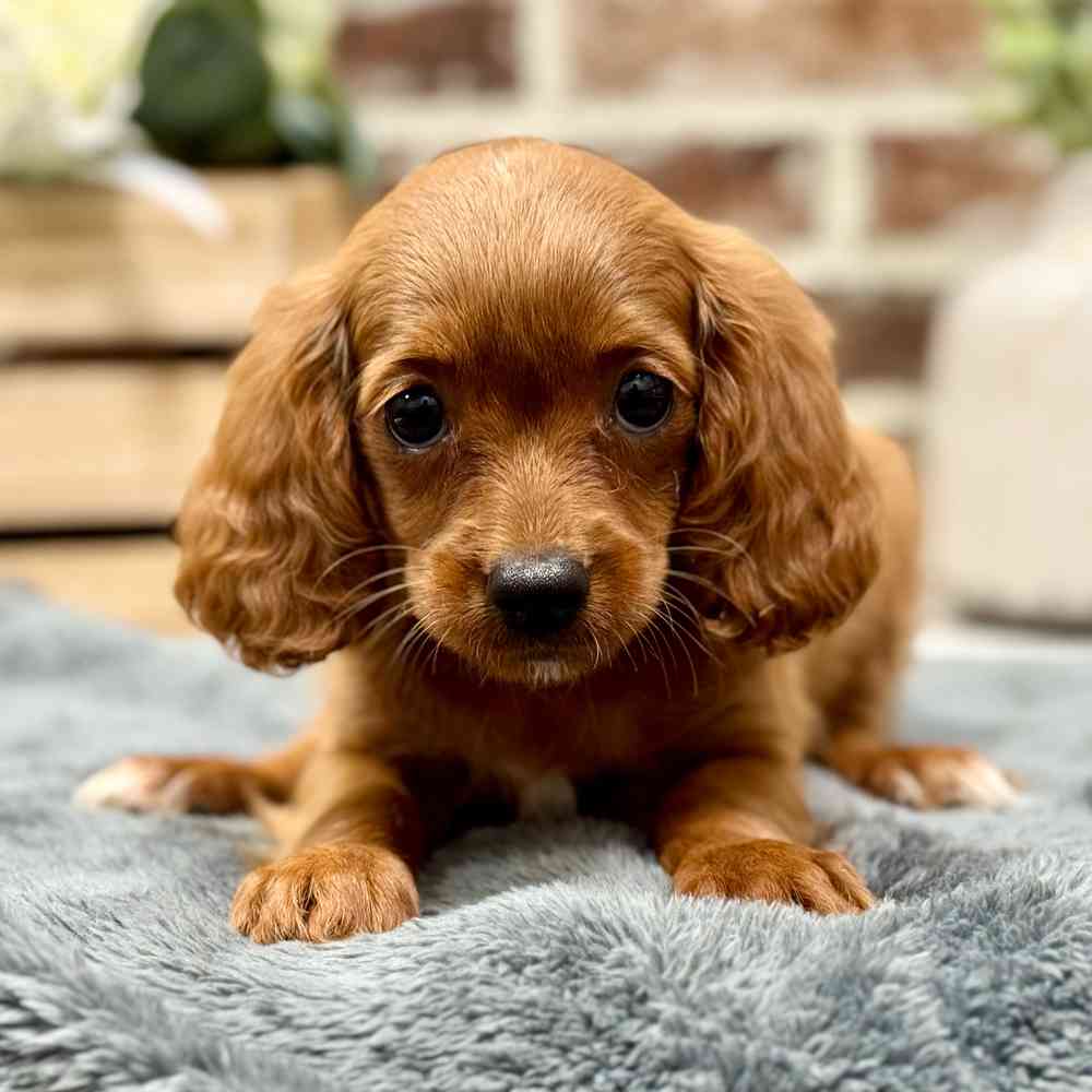Female Cavapoo puppy for sale at Shake A Paw Union.