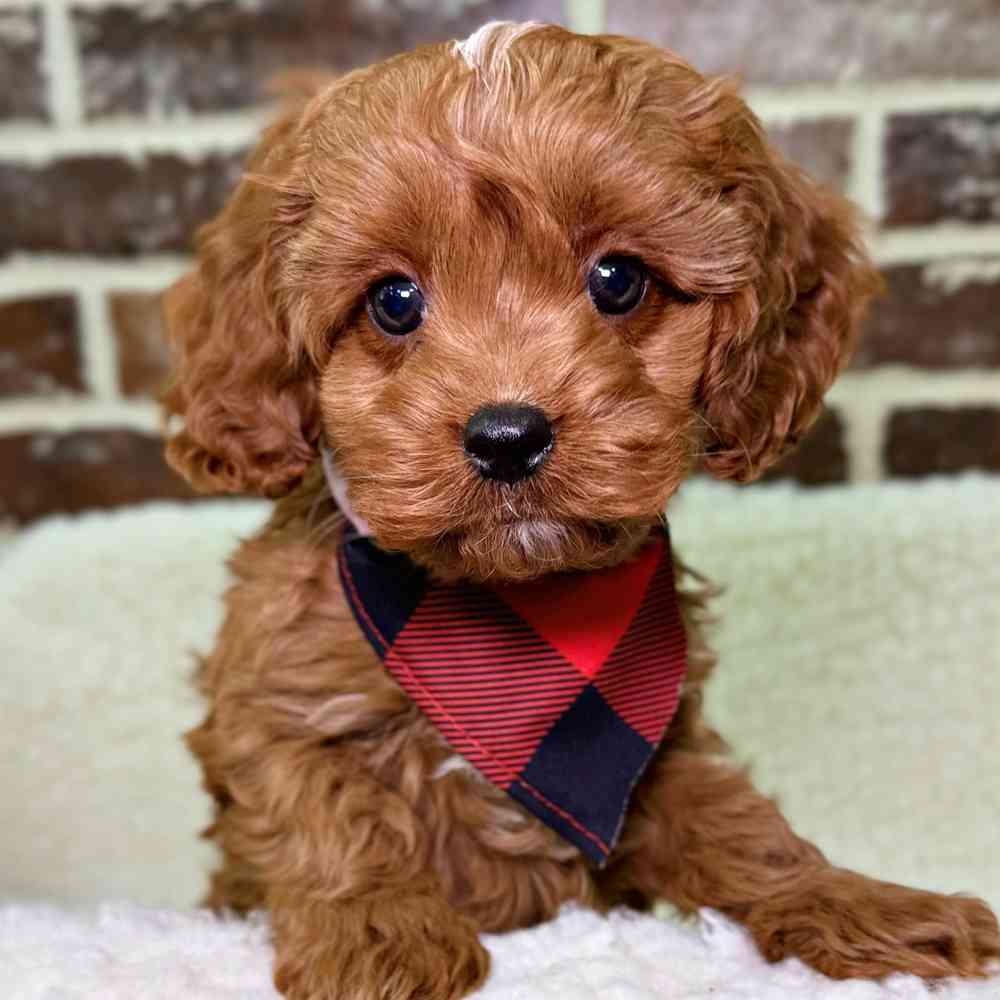 Male Cavapoo puppy for sale at Shake A Paw Union.