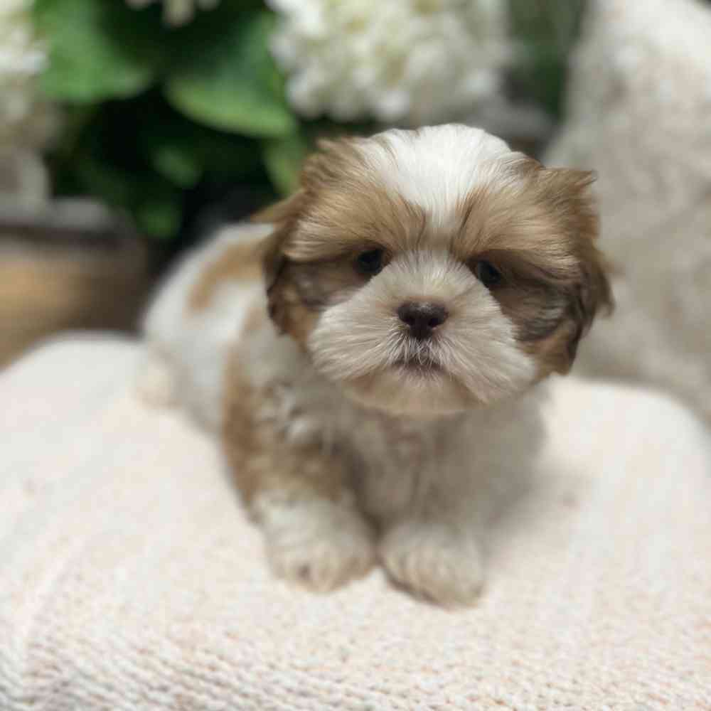 Male Shih Tzu puppy for sale at Shake A Paw Green Brook.