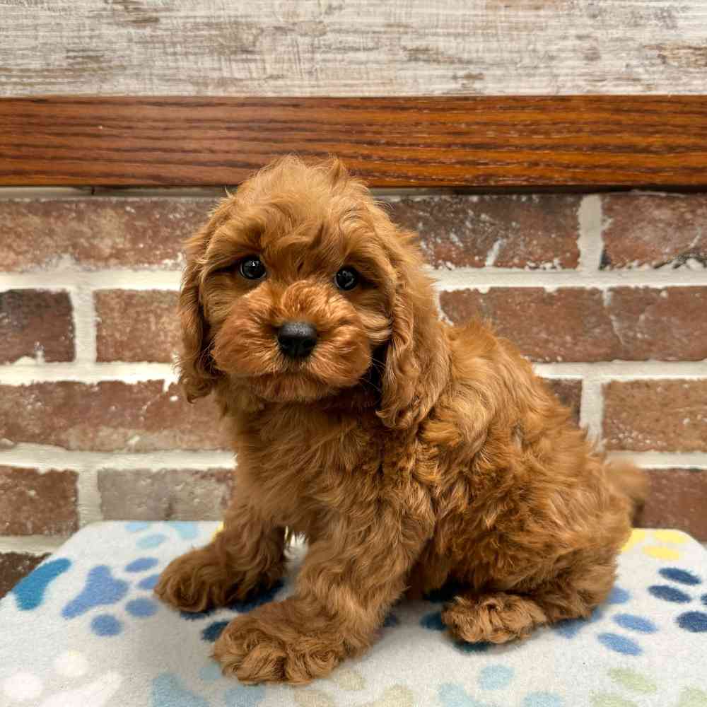 Male Cavapoo puppy for sale at Shake A Paw Green Brook.