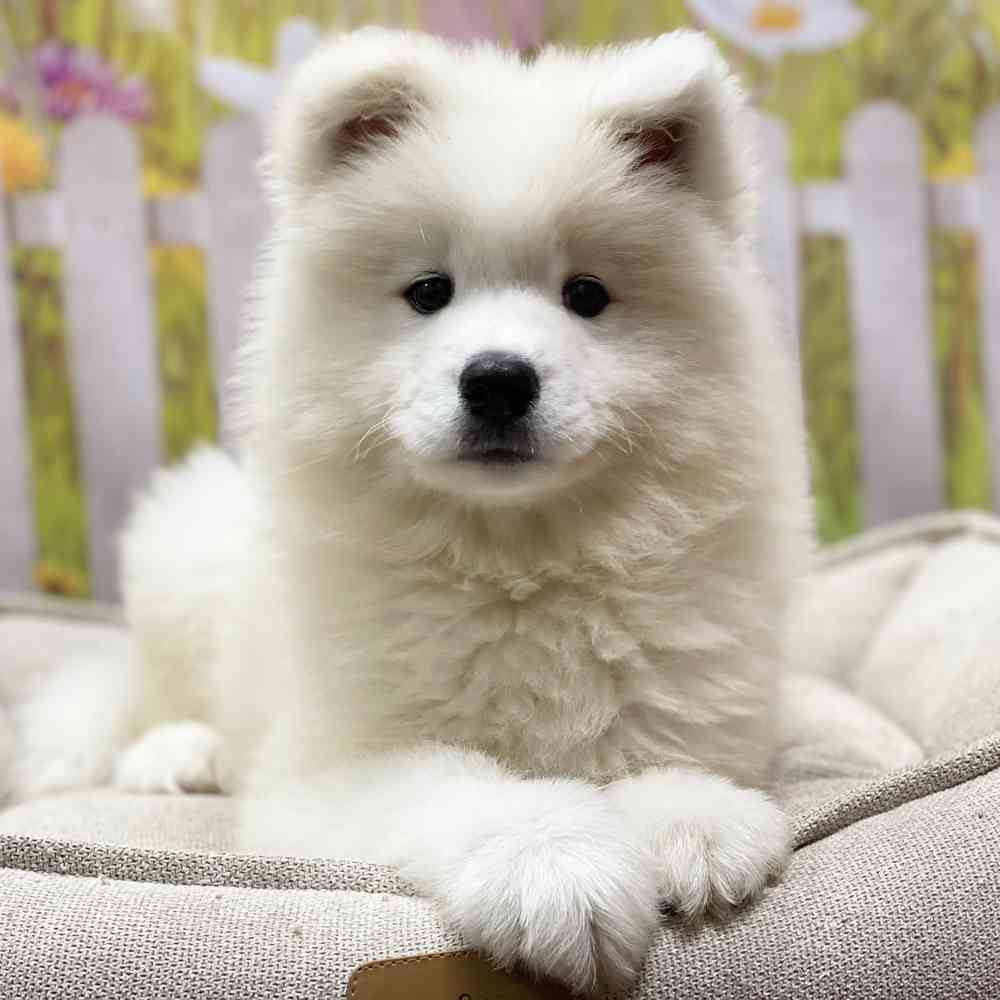 Male Samoyed puppy for sale at Shake A Paw Union.
