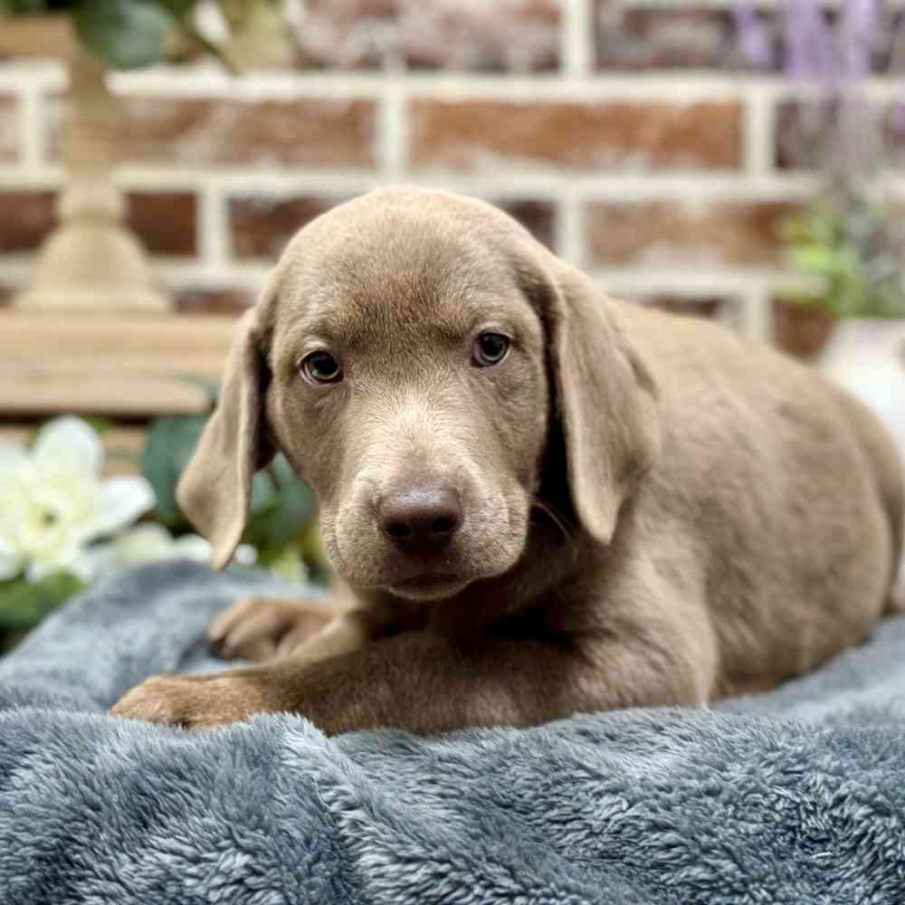Male Labrador Retriever puppy for sale at Shake A Paw Union.