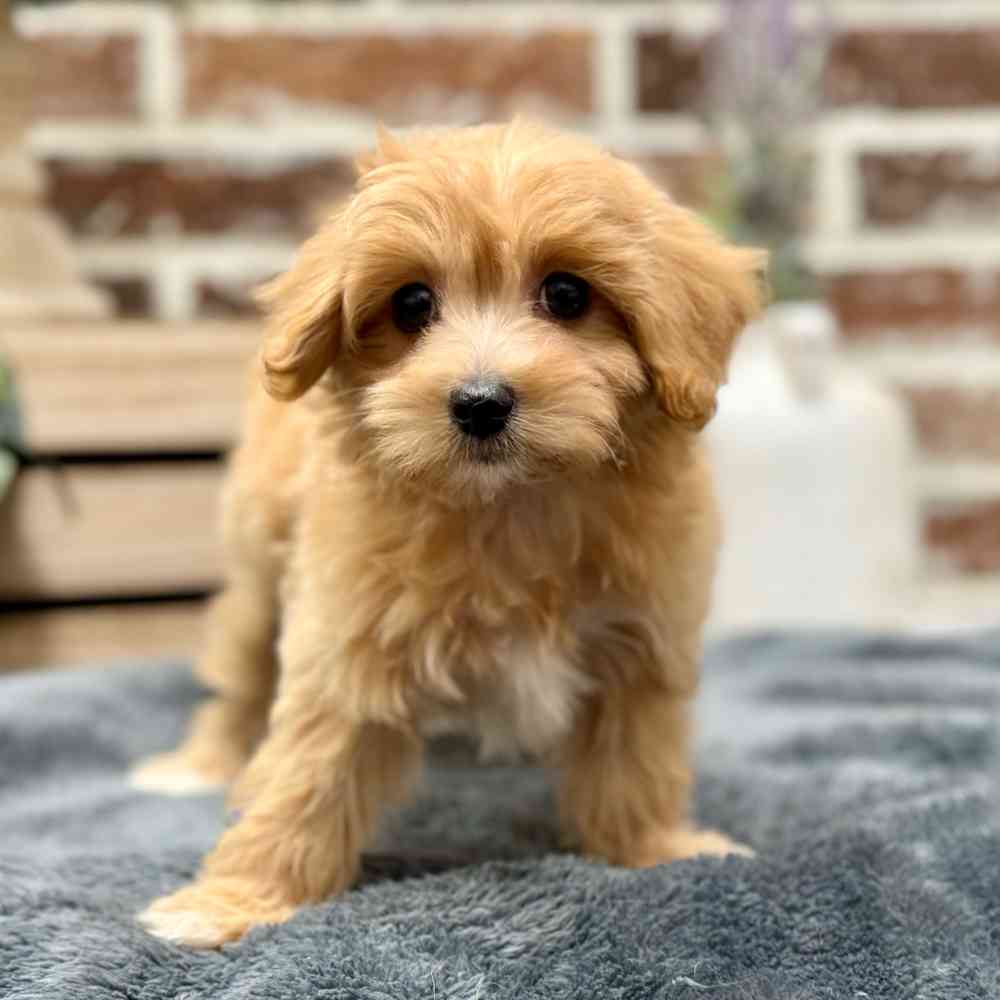 Female Maltipoo puppy for sale at Shake A Paw Union.