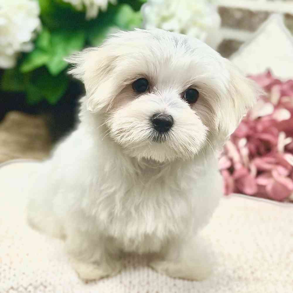 Female Maltese puppy for sale at Shake A Paw Green Brook.