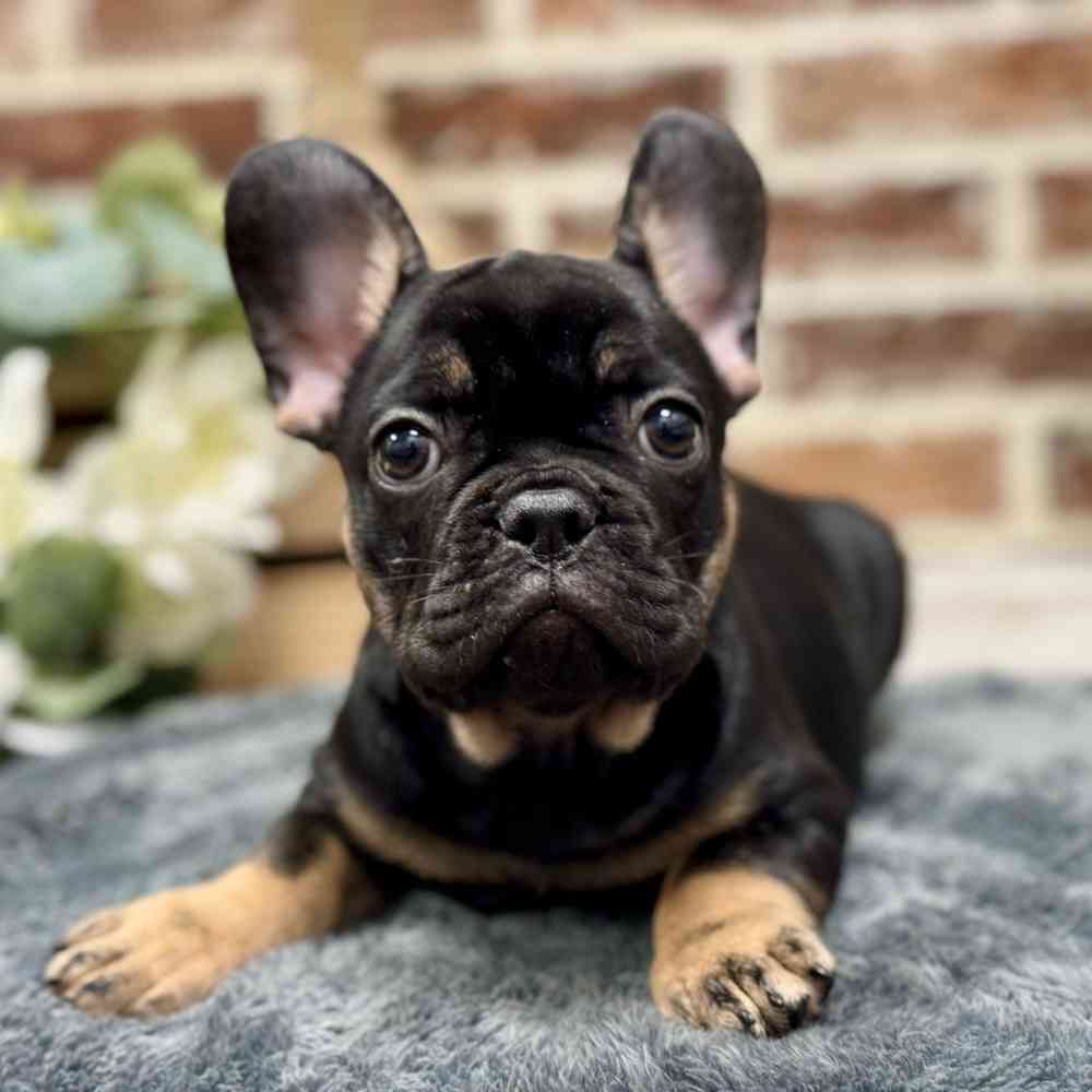 Male French Bulldog puppy for sale at Shake A Paw Union.