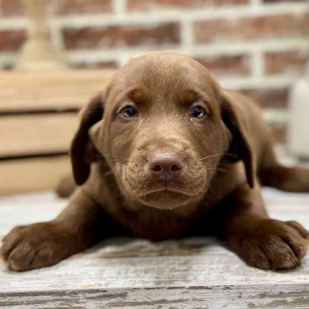 Male Labrador Retriever puppy for sale at Shake A Paw Union.