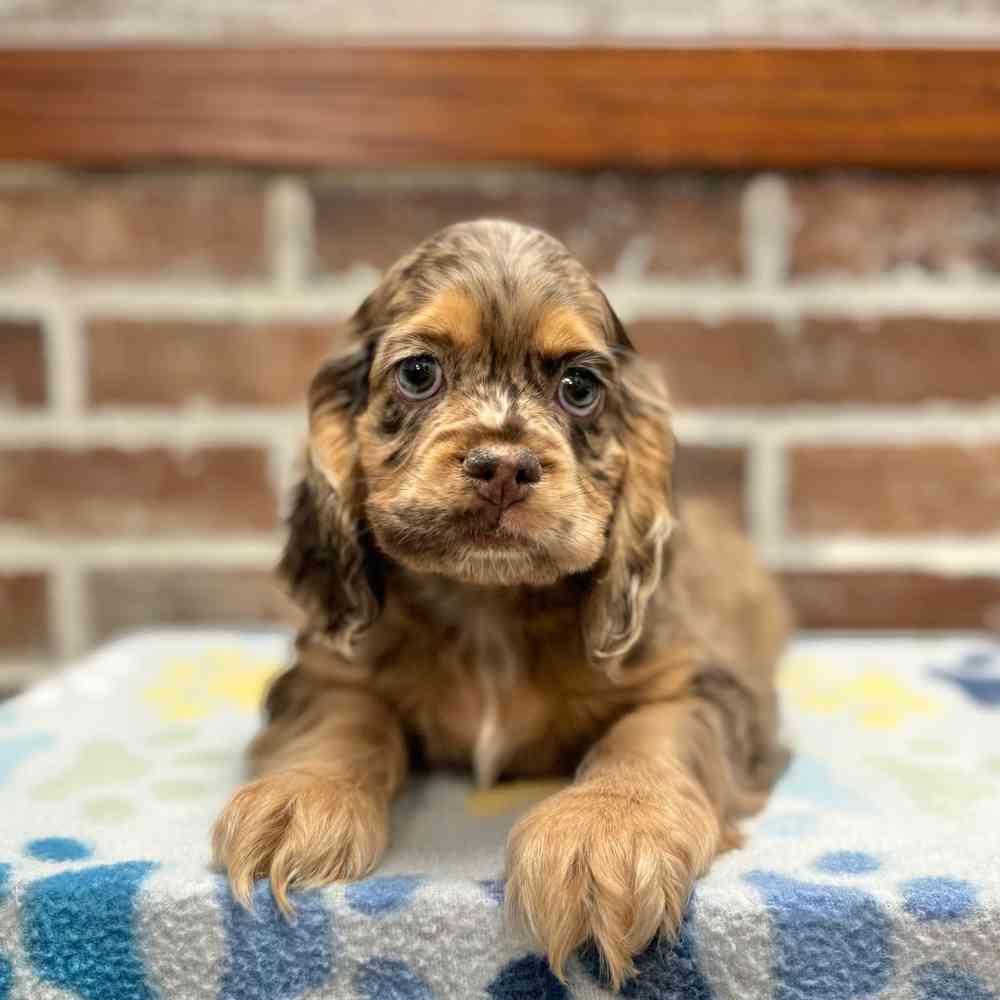 Female Cocker Spaniel puppy for sale at Shake A Paw Green Brook.