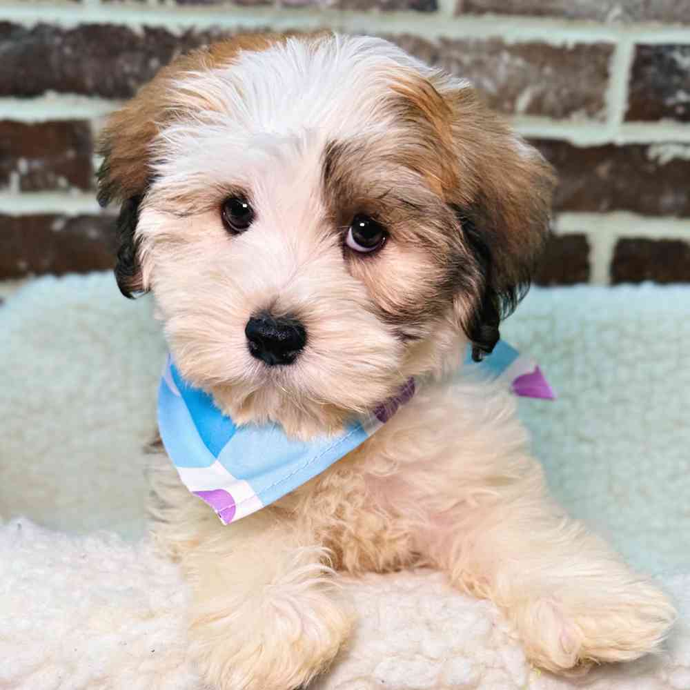 Male Havanese puppy for sale at Shake A Paw Union.