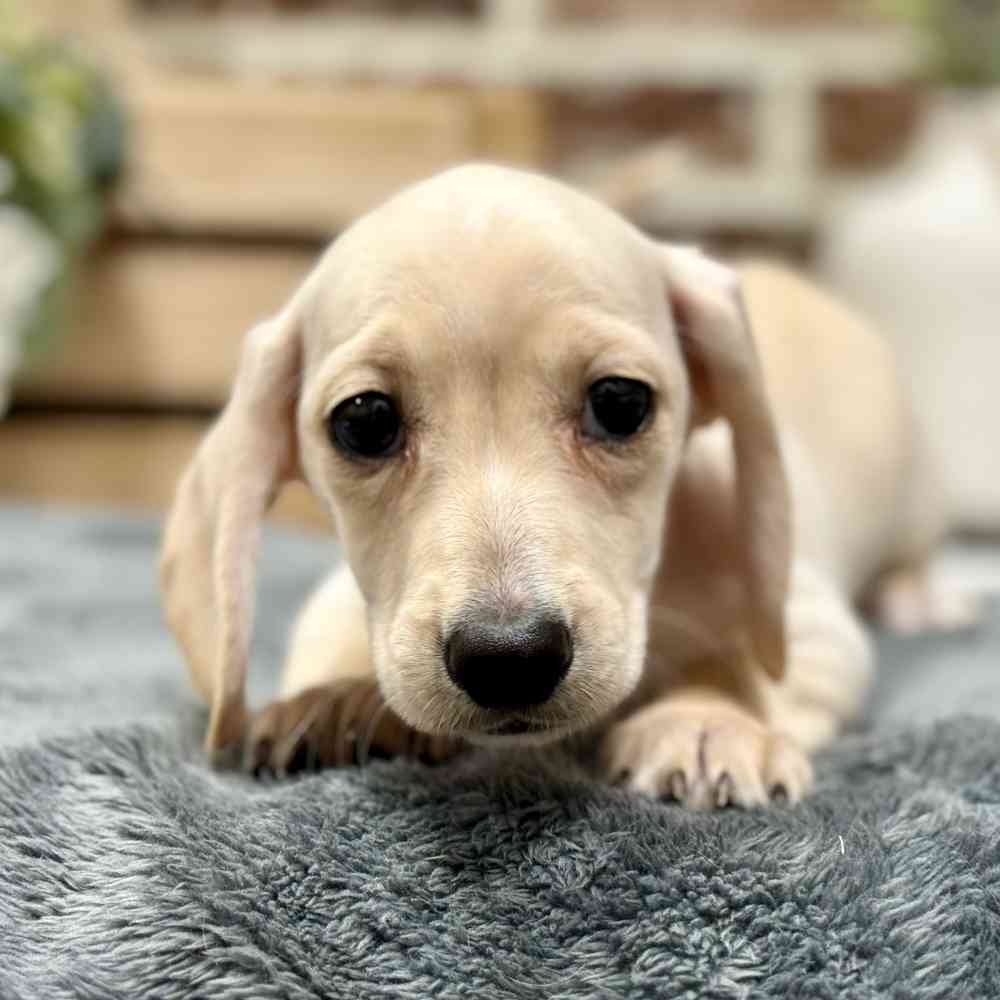 Male Dachshund puppy for sale at Shake A Paw Union.