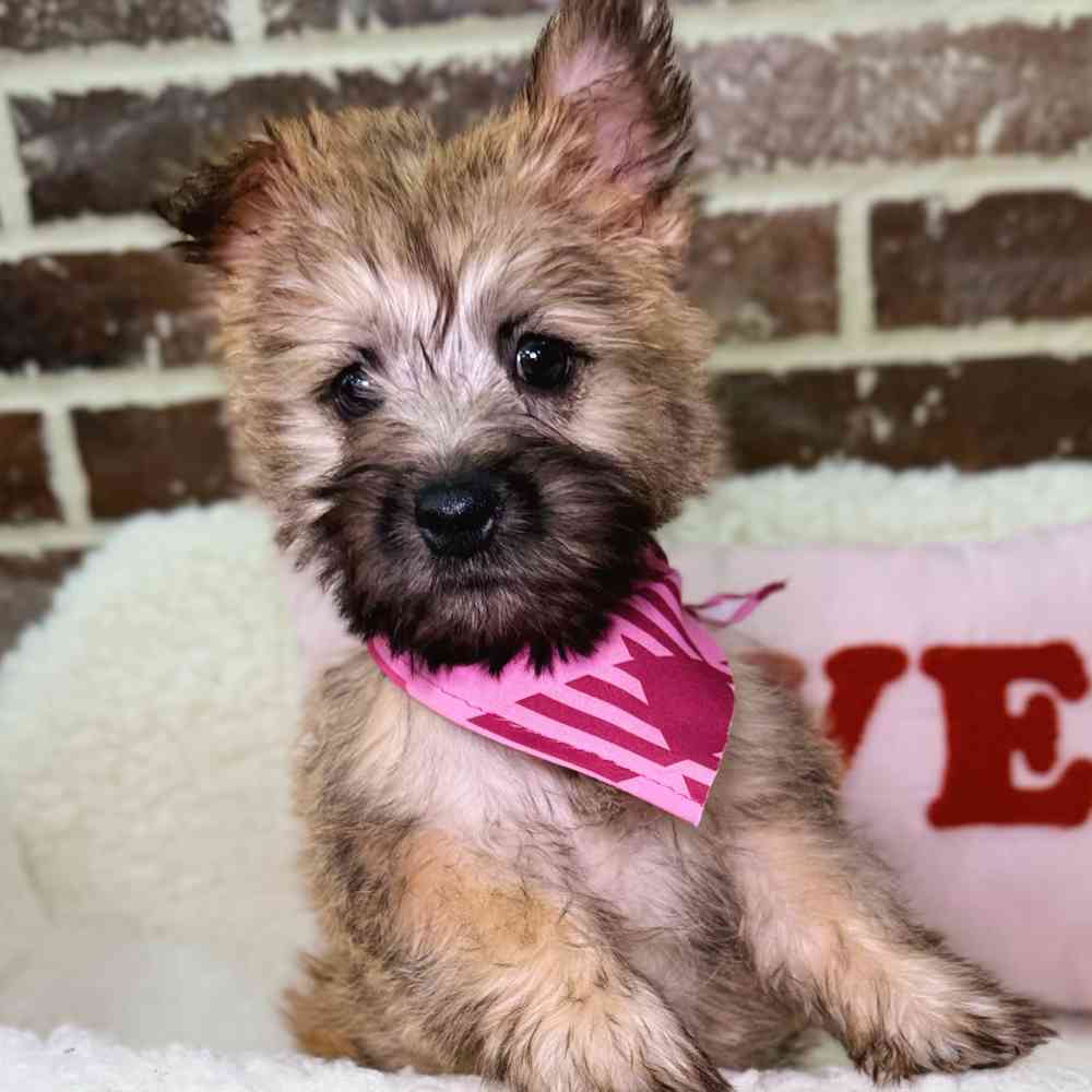Female Cairn Terrier puppy for sale at Shake A Paw Union.