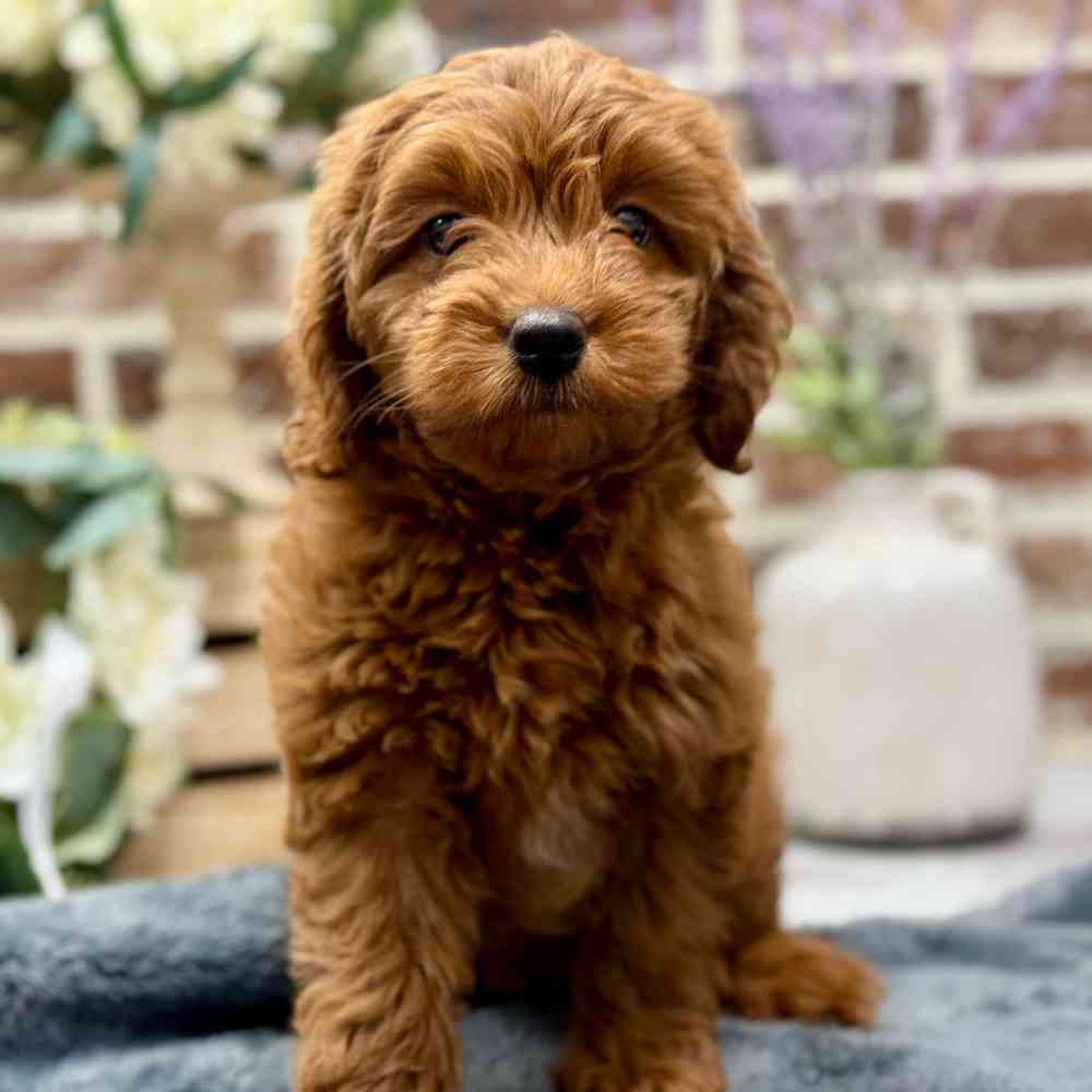 Female Mini Goldendoodle 2Nd Gen puppy for sale at Shake A Paw Union.