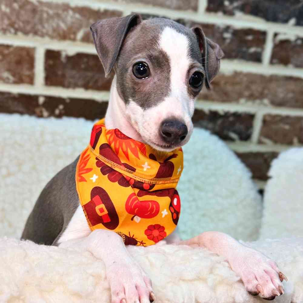 Female Italian Greyhound puppy for sale at Shake A Paw Union.