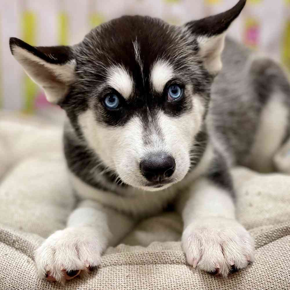 Male Siberian Husky puppy for sale at Shake A Paw Union.