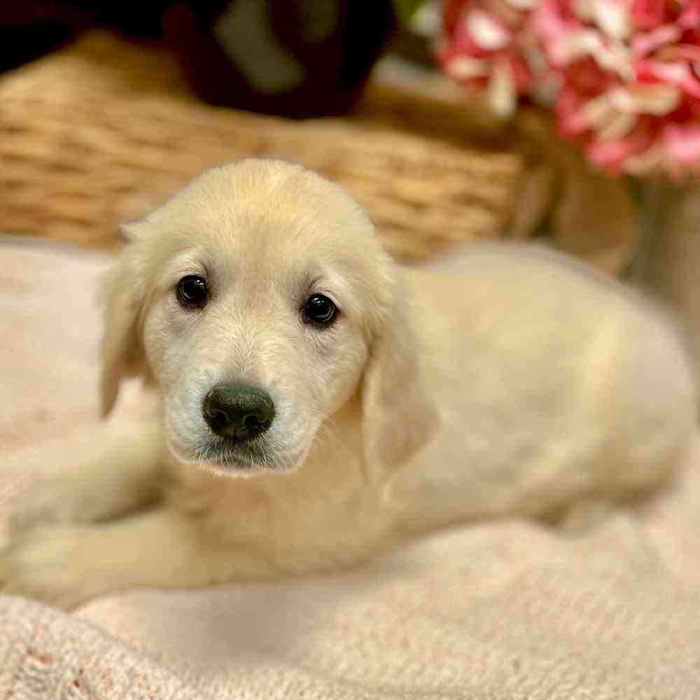 Male Golden Retriever puppy for sale at Shake A Paw Green Brook.
